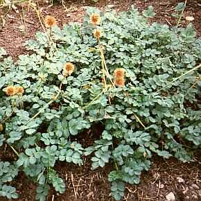 ACAENA GLAUCOPHYLLA