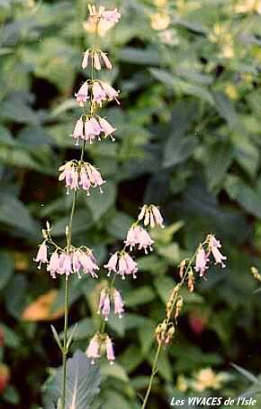 ADENOPHORA BULLEYANA