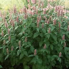AGASTACHE FOENICULUM