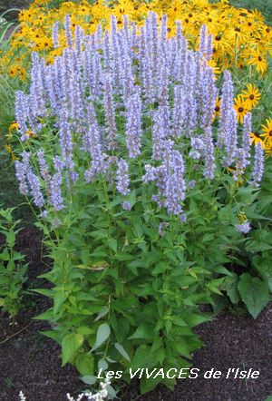Agastache Blue Fortune
