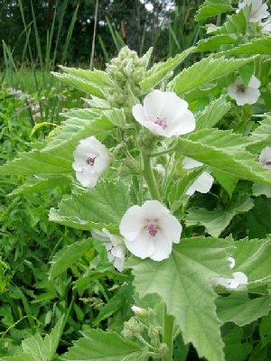 ALCEA OFFICINALIS