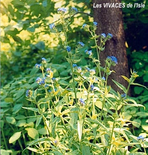 ANCHUSA OFFICINALIS