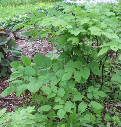 ARALIA RACEMOSA