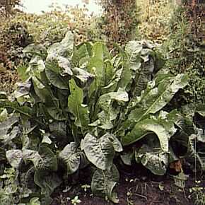 ARMORACIA RUSTICANA 