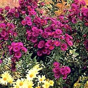ASTER NOVAE-ANGLIAE `September Ruby'
