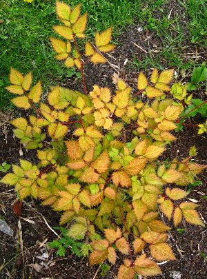 ASTILBE Color Flash Lime