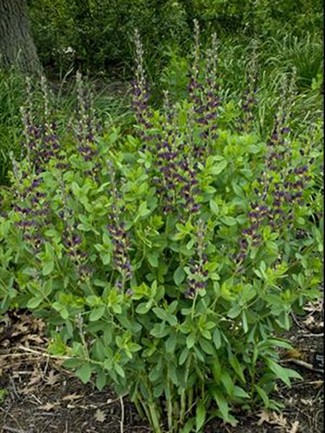 BAPTISIA Twilite Prairieblues