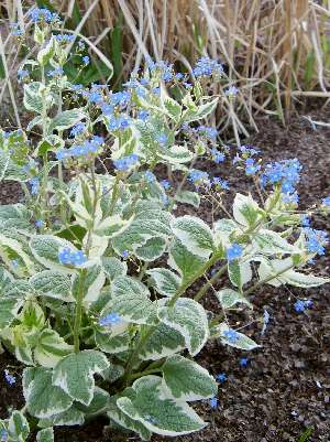 BRUNNERA MACROPHYLLA Variegata