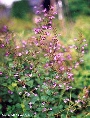 CALAMINTHA NEPETA
