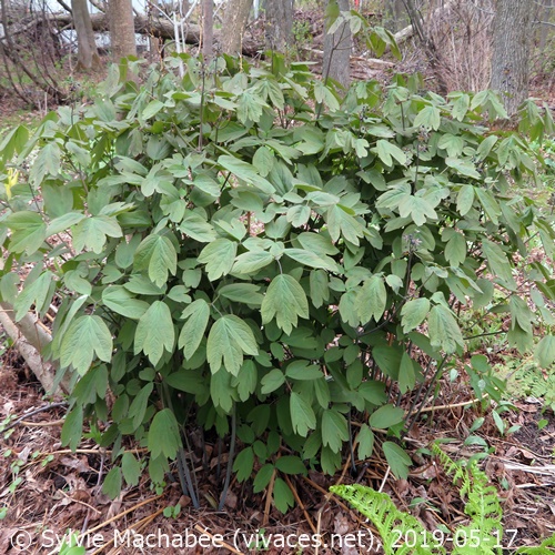 CAULOPHYLLUM THALICTROIDES