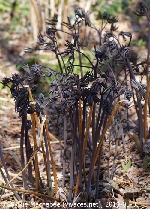 CAULOPHYLLUM THALICTROIDES