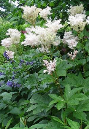 FILIPENDULA KOREANA ?