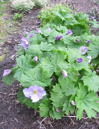 GLAUCIDIUM PALMATUM