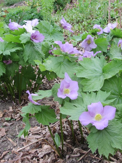 GLAUCIDIUM PALMATUM