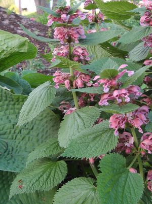LAMIUM ORVALA