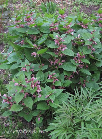 LAMIUM ORVALA