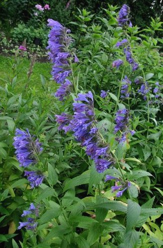 NEPETA YUNNANESIS
