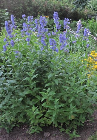NEPETA YUNNANESIS