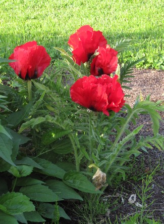 PAPAVER ORIENTALE Scarlet O'Hara