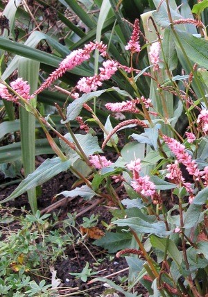 PERSICARIA 'Pink Elephant