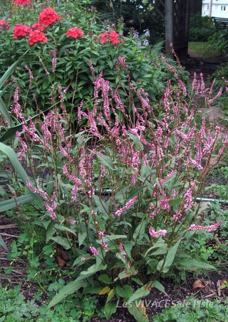 PERSICARIA 'Pink Elephant