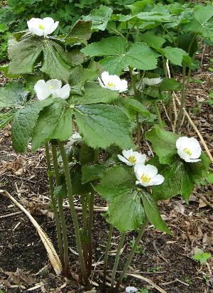PODOPHYLLUM HEXANDRUM