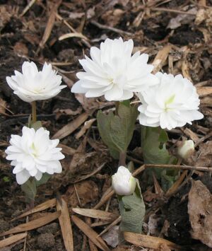 SANGUINARIA CANADENSIS Flore Pleno