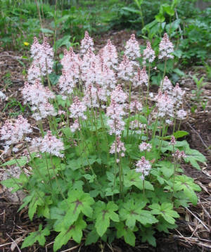 TIARELLA hybride