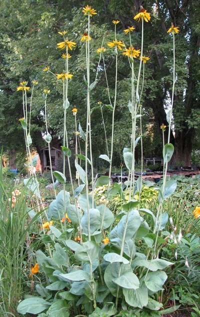 RUDBECKIA MAXIMA