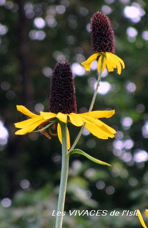 RUDBECKIA MAXIMA