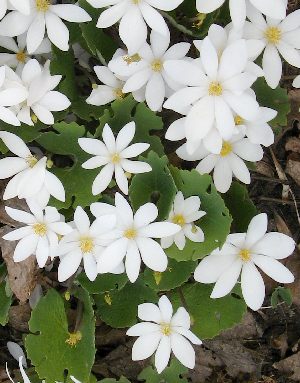 SANGUINARIA CANADENSIS