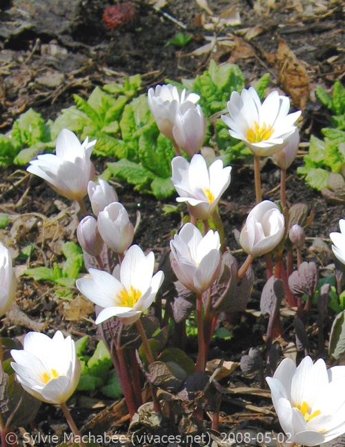 SANGUINARIA CANADENSIS