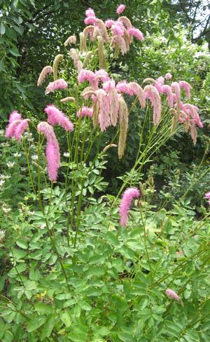 SANGUISORBA HAKUSANENSIS