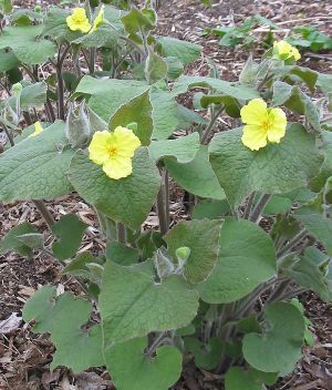 SARUMA HENRYI