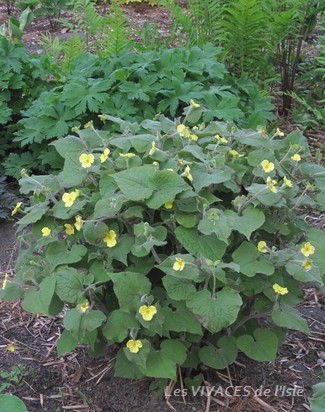 SARUMA HENRYI
