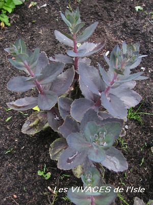 SEDUM X Black Jack