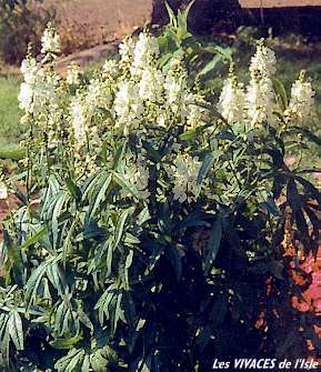 SIDALCEA CANDIDA