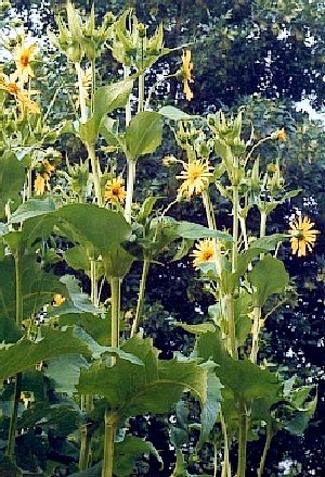 SILPHIUM PERFOLIATUM