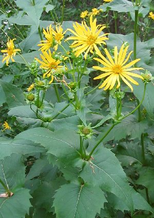 SILPHIUM PERFOLIATUM