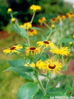 TELEKIA SPECIOSA