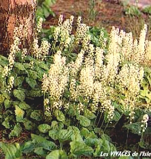 TIARELLA CORDIFOLIA