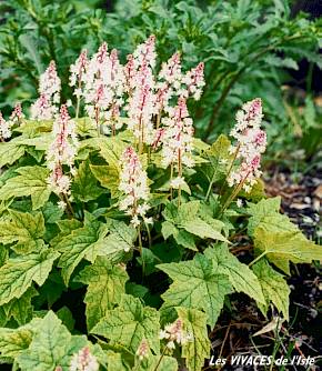 TIARELLA WHERRYI