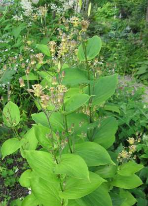 TRICYRTIS LATIFOLIA