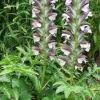 ACANTHUS HUNGARICUS