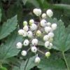 ACTEA ALBA