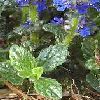 AJUGA REPTANS Compactum
