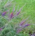 AMORPHA CANESCENS