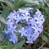 AMSONIA Blue Ice