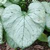 BRUNNERA 'Looking Glass