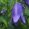 CAMPANULA Kent Belle